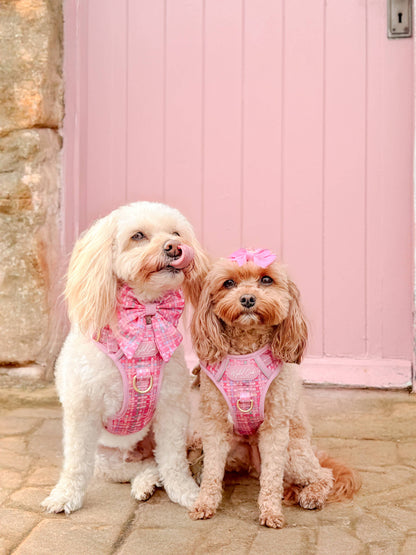 Dog Sailor Bow: Belgravia Bonbon