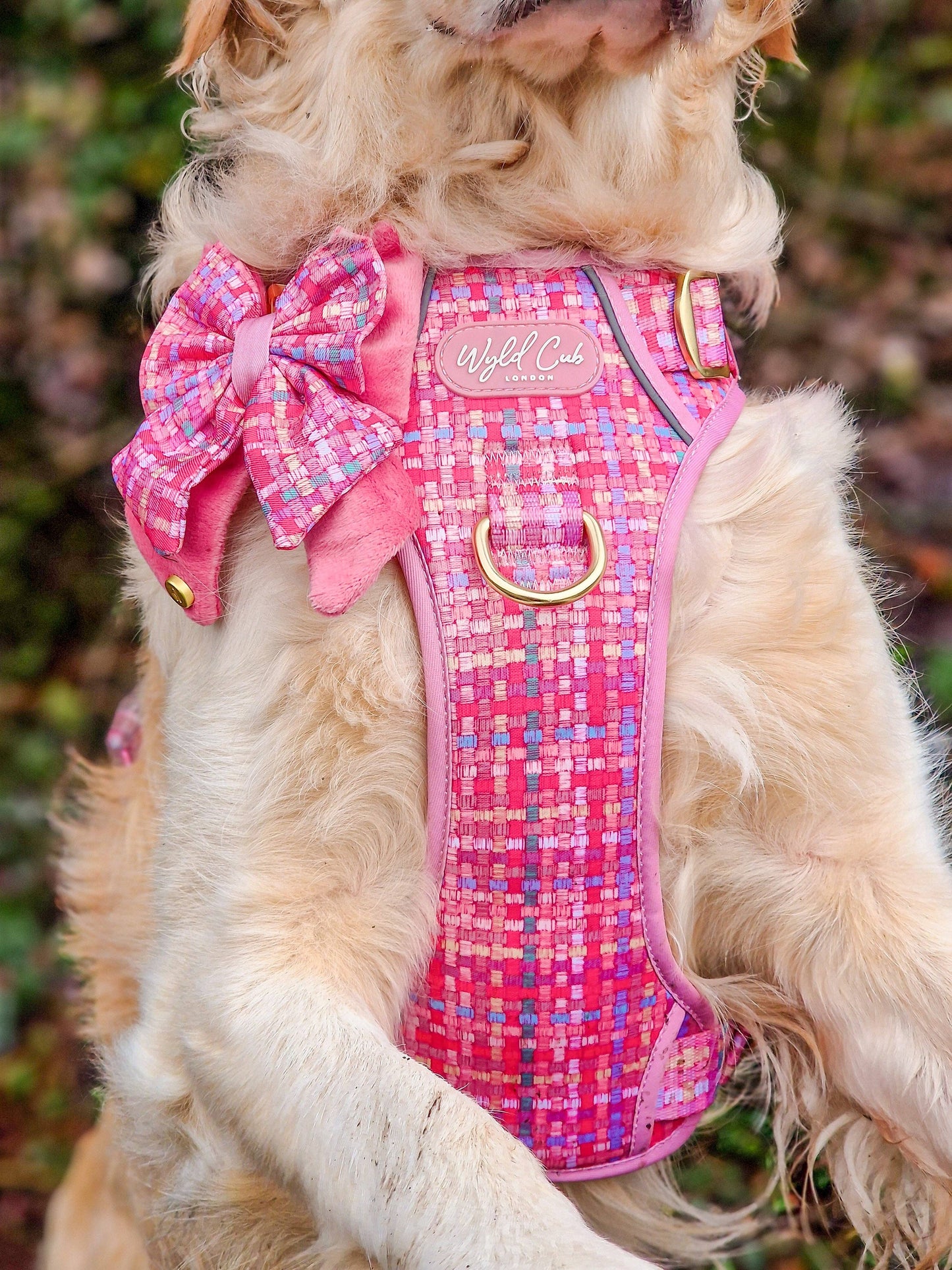 Dog Butterfly Bow: Belgravia Bonbon