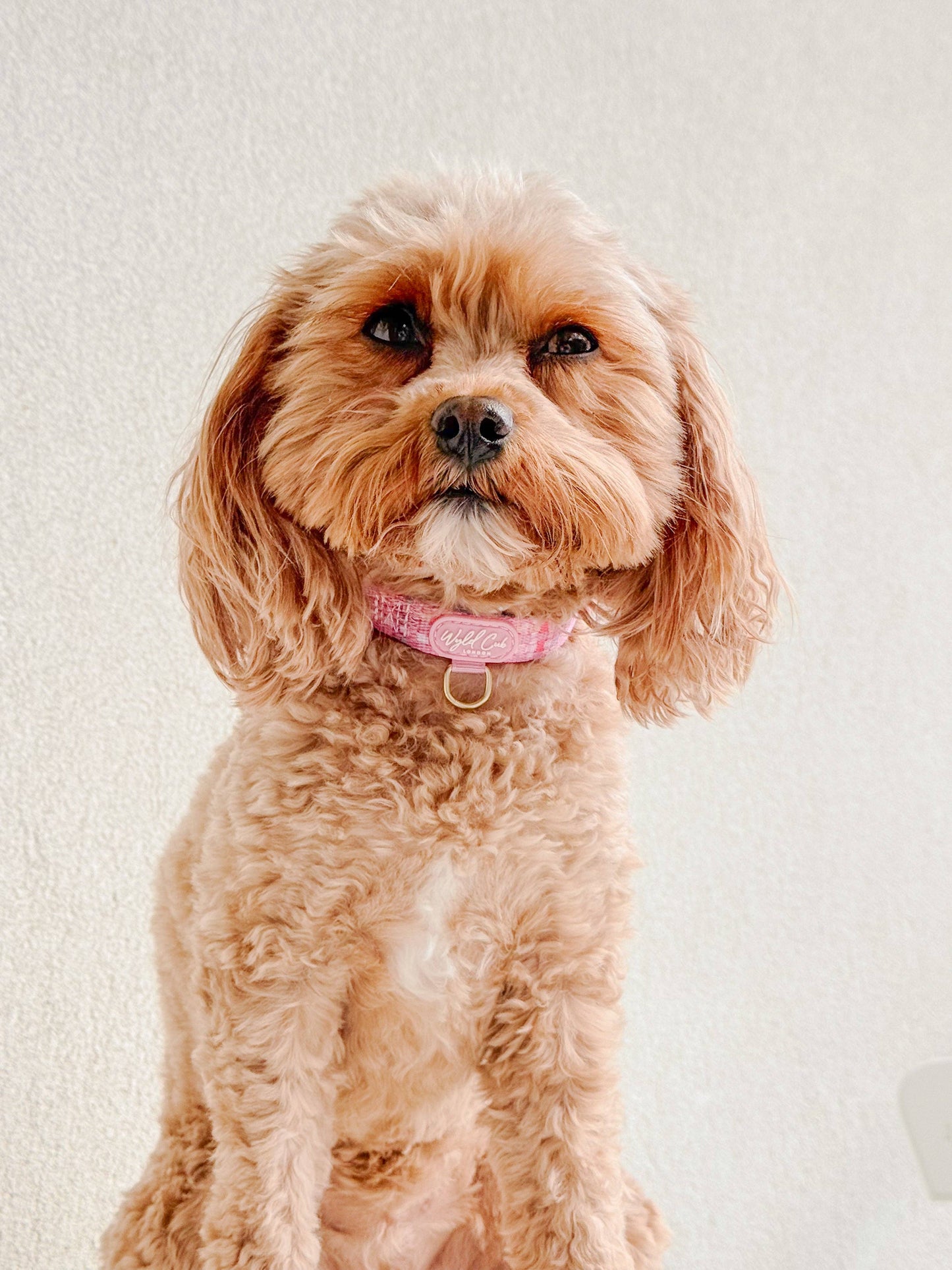 Adjustable Dog Collar: Belgravia Bonbon