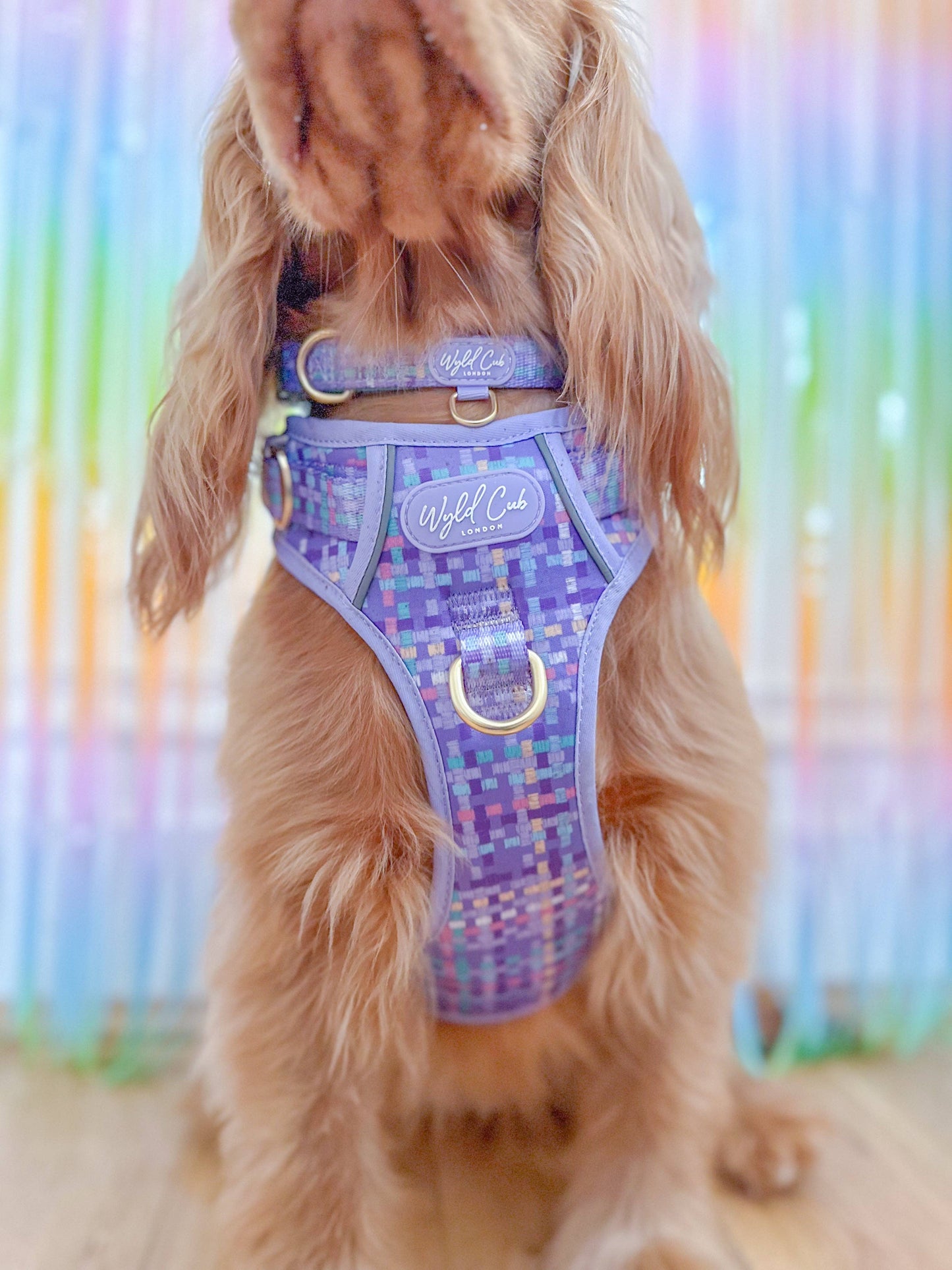 Adjustable Dog Collar: Belgravia Sugarplum