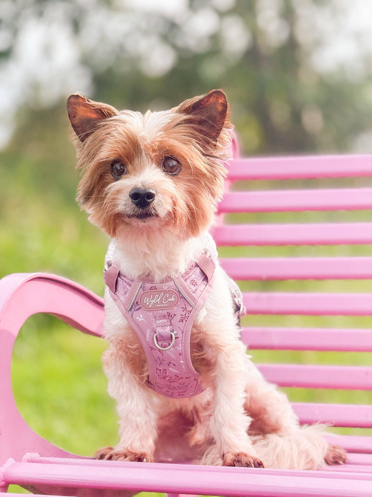 Step & Switch® Dog Harness: Chiswick Rosewood