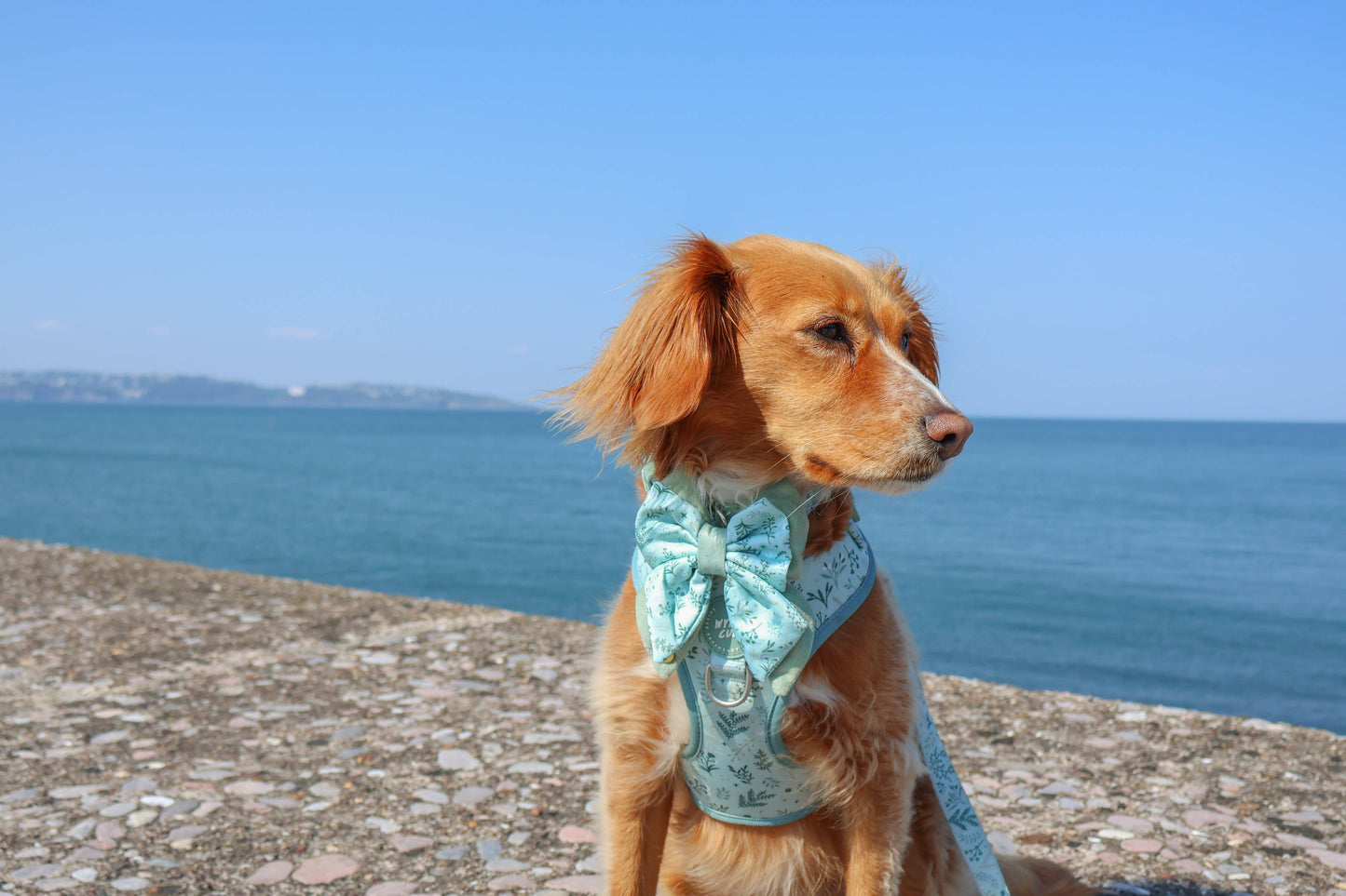 Dog Butterfly Bow: Chiswick Pistachio