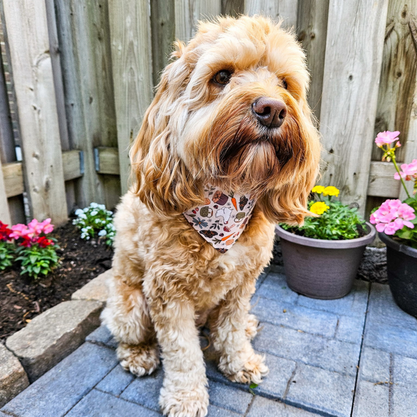 Customer photo for Butterflies and Chickens Bandana