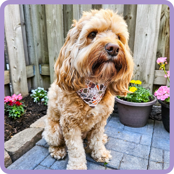 Customer photo for Butterflies and Chickens Bandana