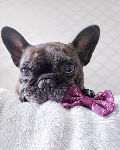 Dog Dickie Bow: Chiswick Fig