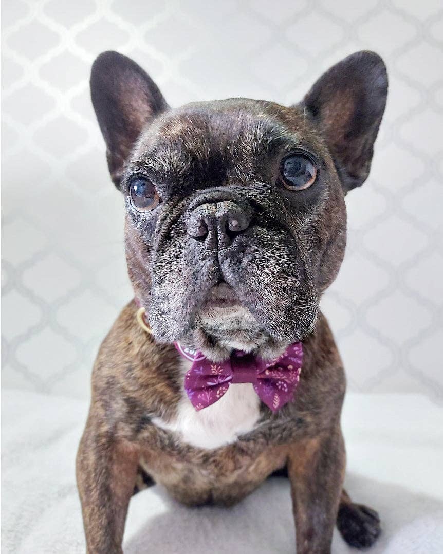 Dog Dickie Bow: Chiswick Fig
