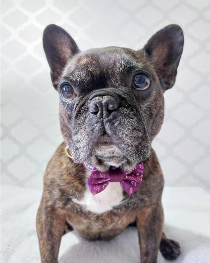 Dog Dickie Bow: Chiswick Fig