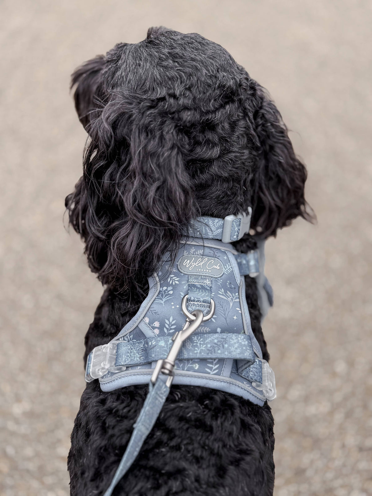 Step & Switch® Dog Harness: Chiswick Dovetail