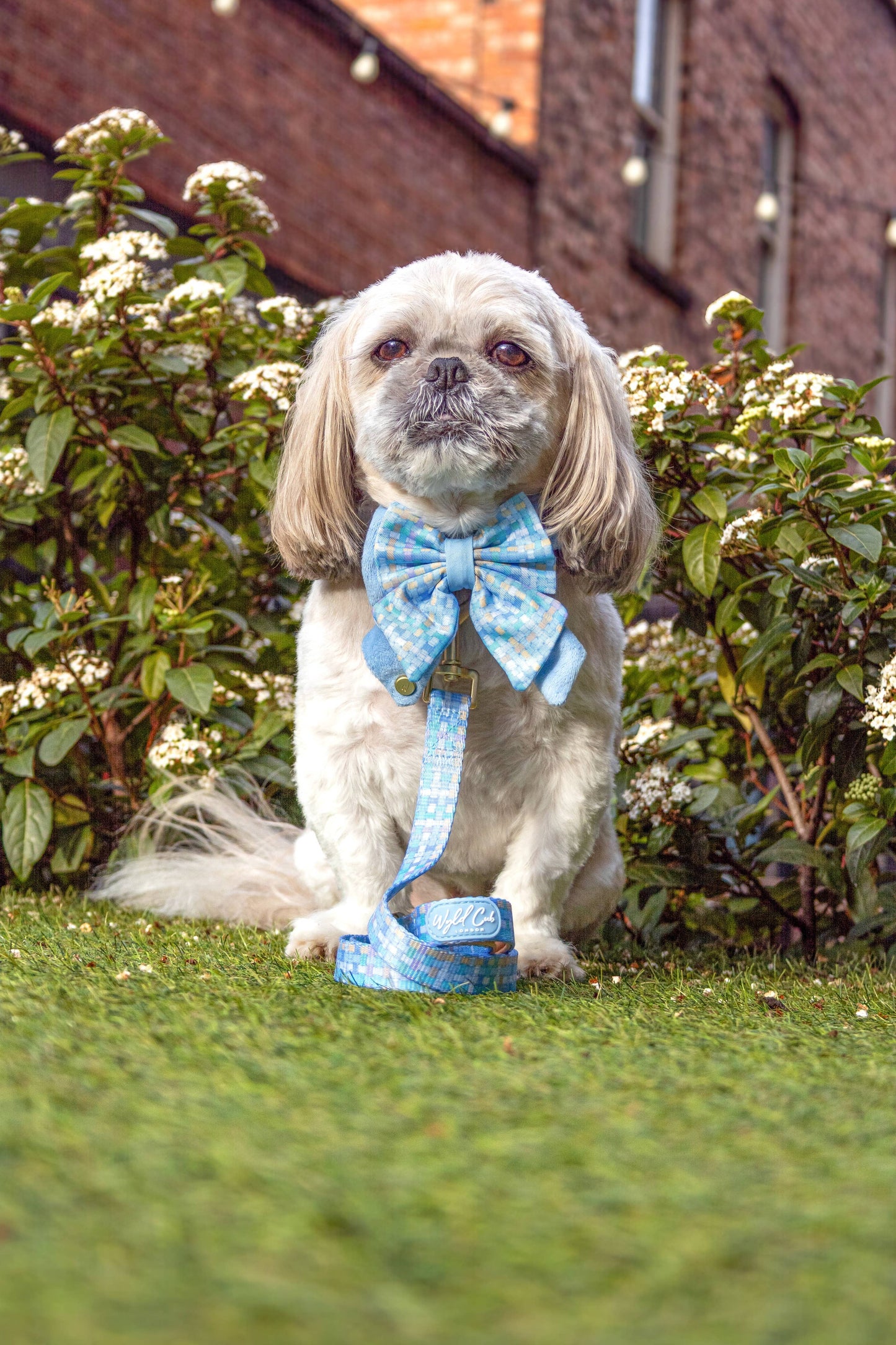 Dog Butterfly Bow: Belgravia Macaron