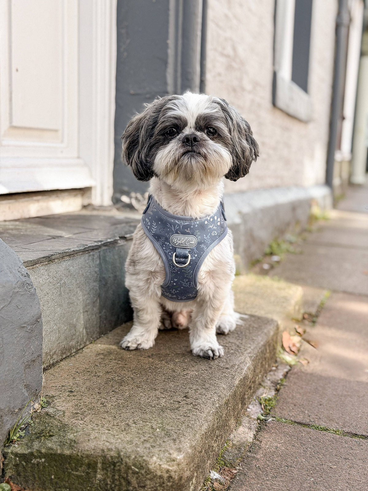 Adjustable Dog Harness: Chiswick Dovetail