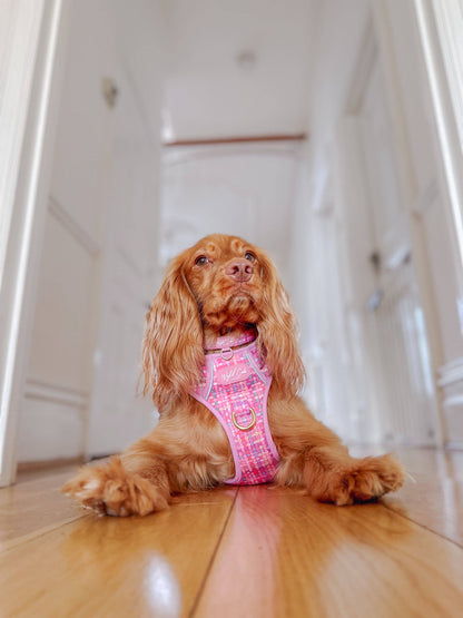 Adjustable Dog Collar: Belgravia Bonbon