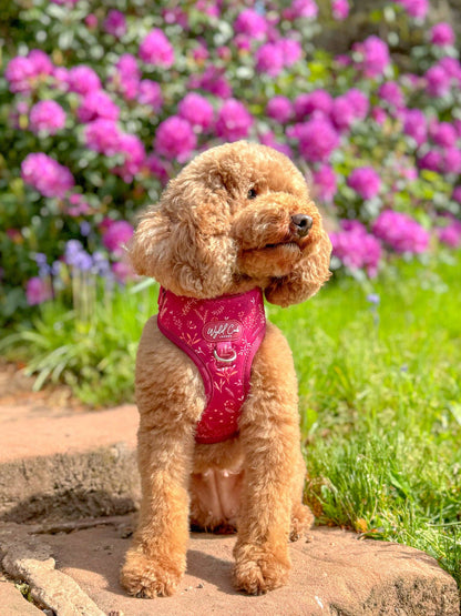 Adjustable Dog Harness: Chiswick Dragonfruit
