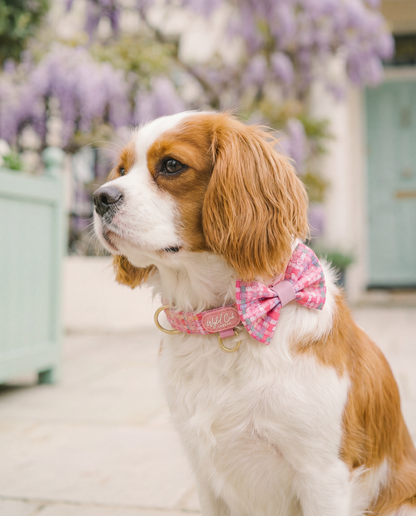 Dog Dickie Bow: Belgravia Bonbon