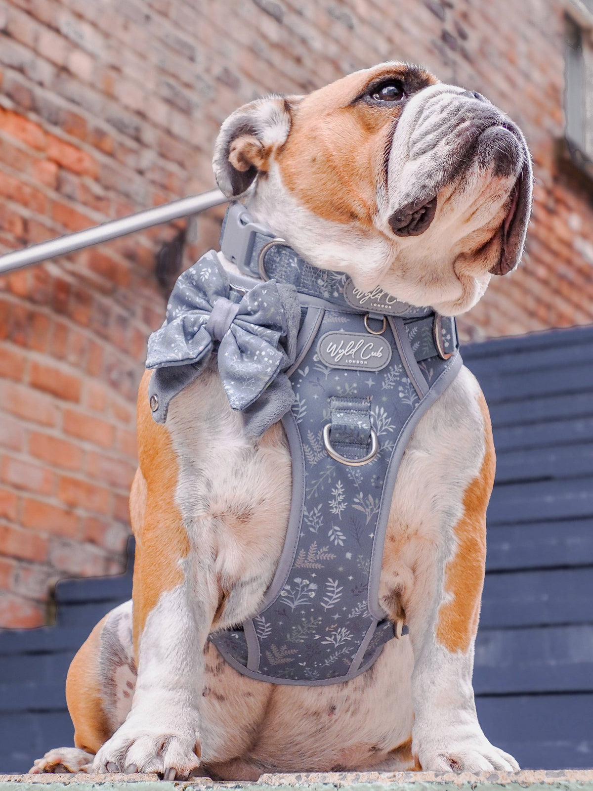 Adjustable Dog Collar: Chiswick Dovetail