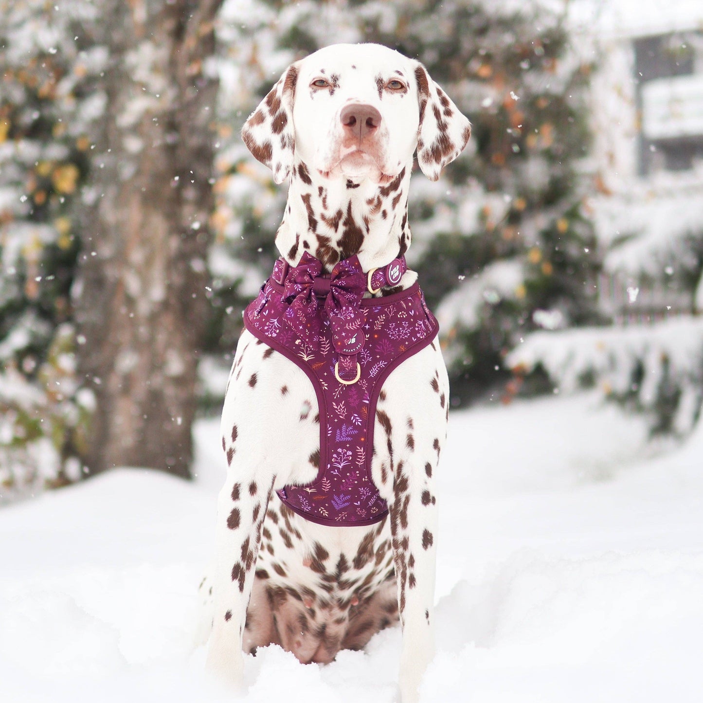 Dog Sailor Bow: Chiswick Fig