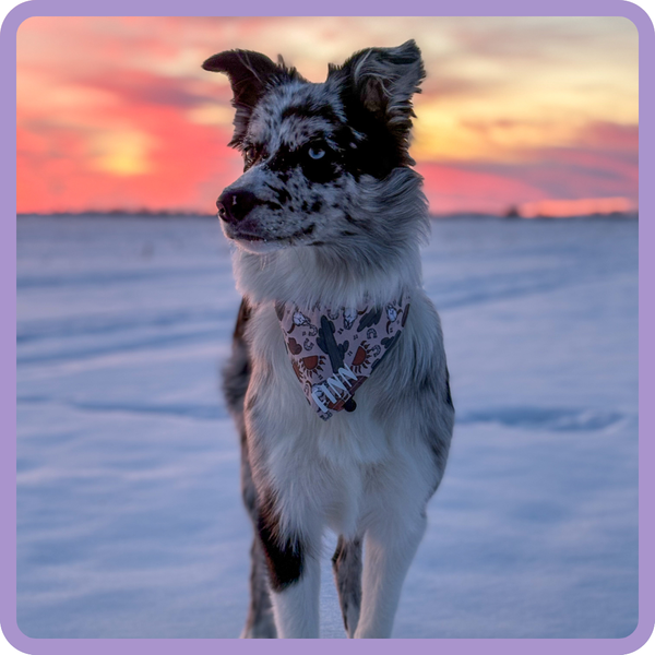 Customer photo for Wild Cactus Bandana