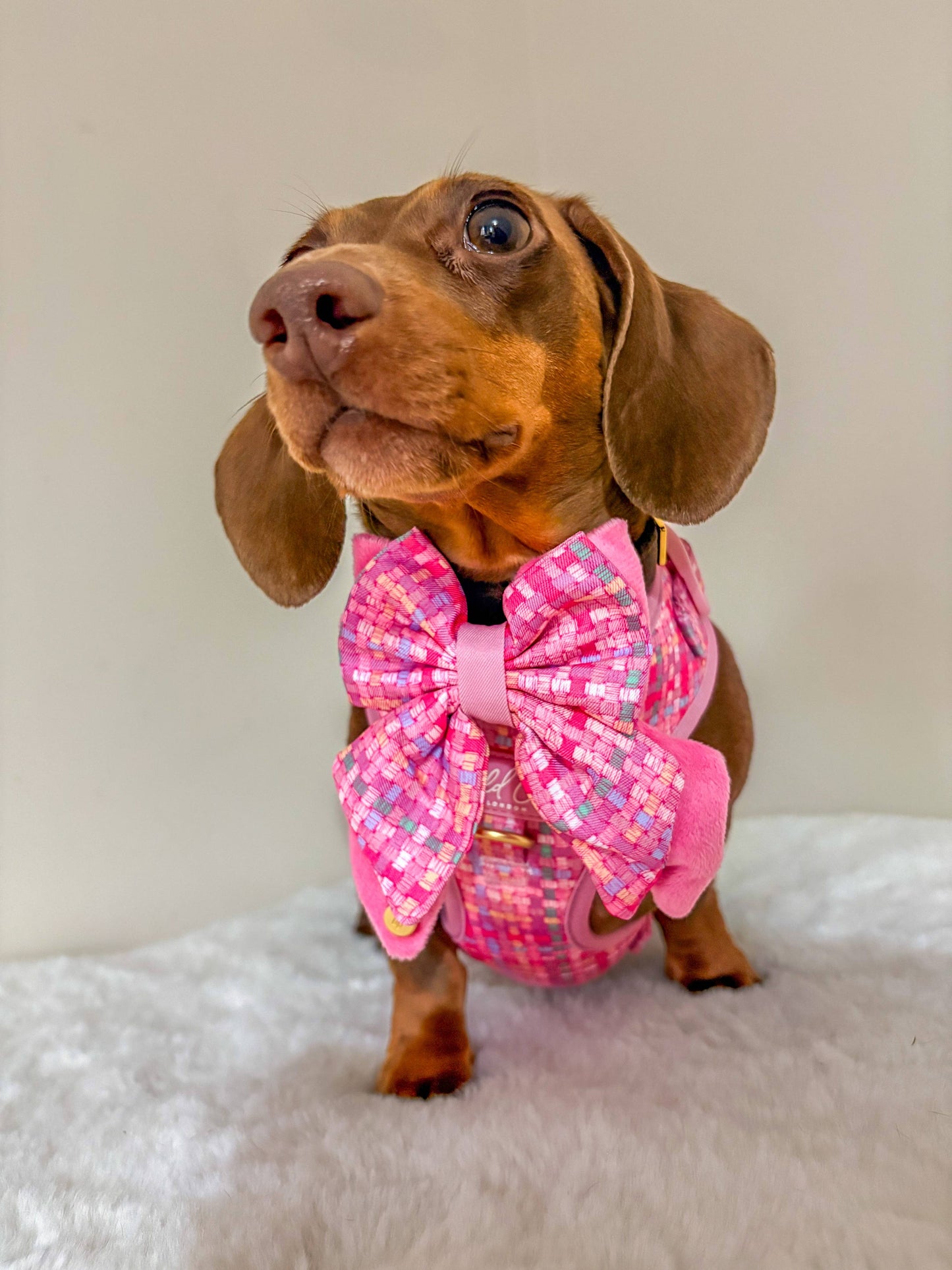 Dog Butterfly Bow: Belgravia Bonbon