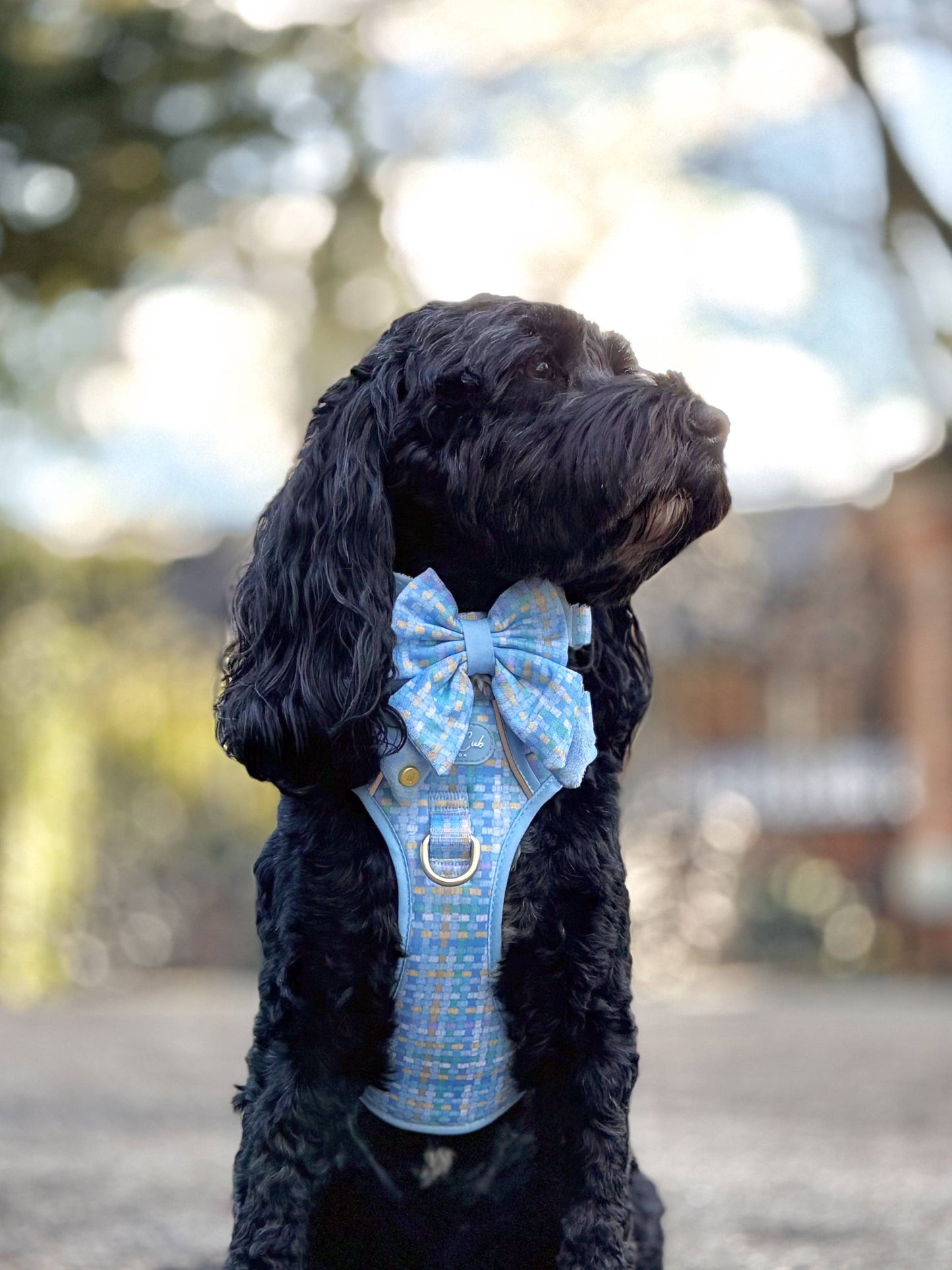 Step & Switch® Dog Harness: Belgravia Macaron