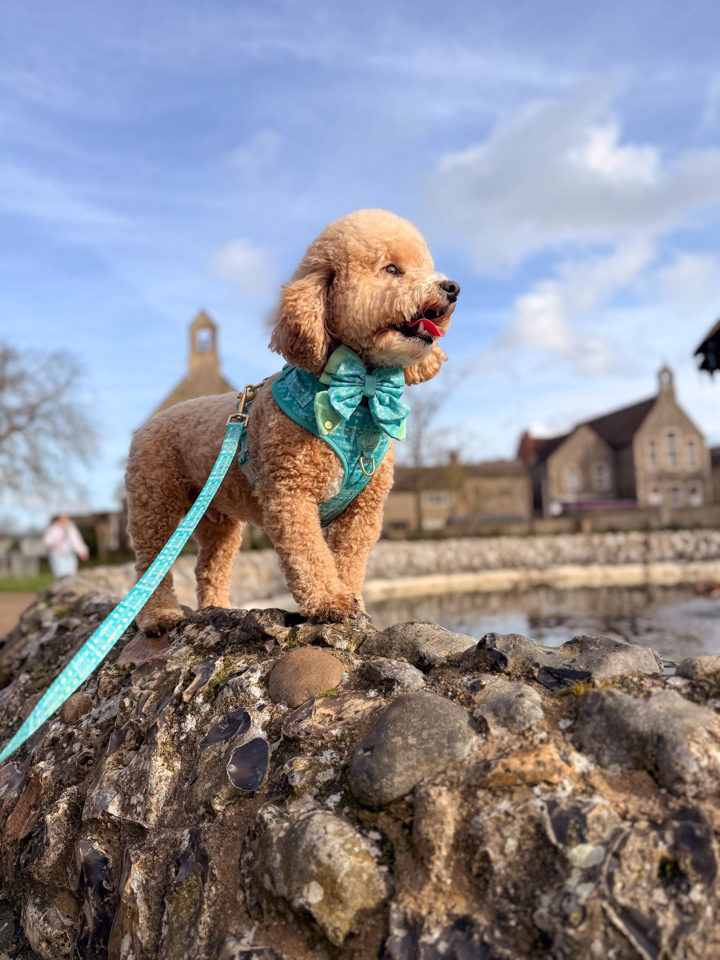 Dog Lead: Belgravia Sweetpea