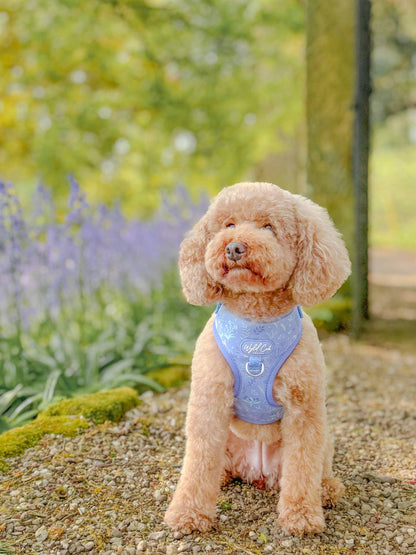 Adjustable Dog Harness: Chiswick Aeris
