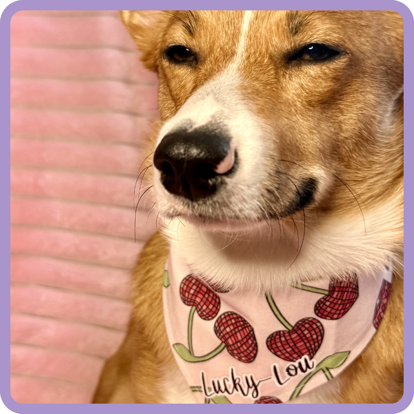 Customer photo for Disco Cherry Hearts Bandana