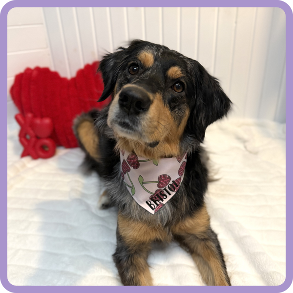 Customer photo for Disco Cherry Hearts Bandana