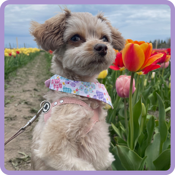 Customer photo for Colourful Pawprint Bandana