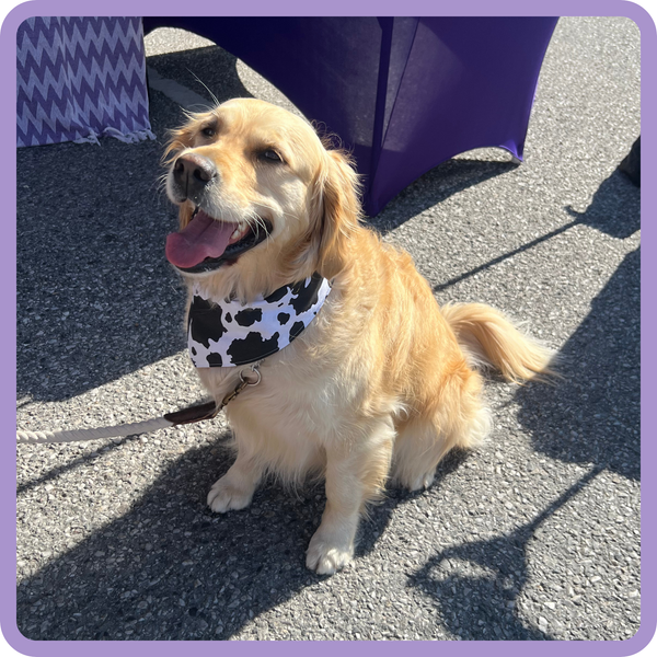 Customer photo for Cow Print Bandana