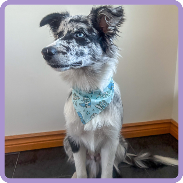 Customer photo for Blue Cowboy Bandana