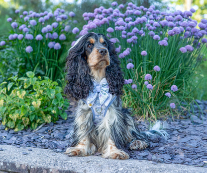 Dog Butterfly Bow: Chiswick Thistle