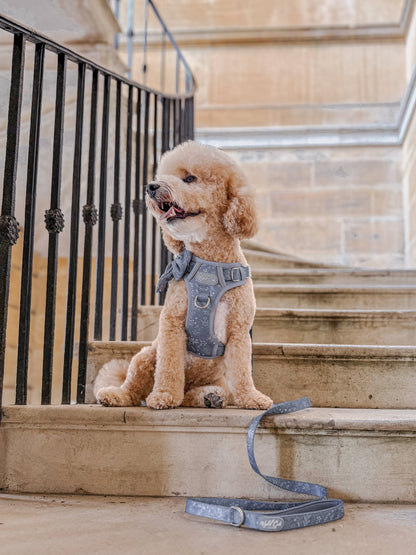 Step & Switch® Dog Harness: Chiswick Dovetail