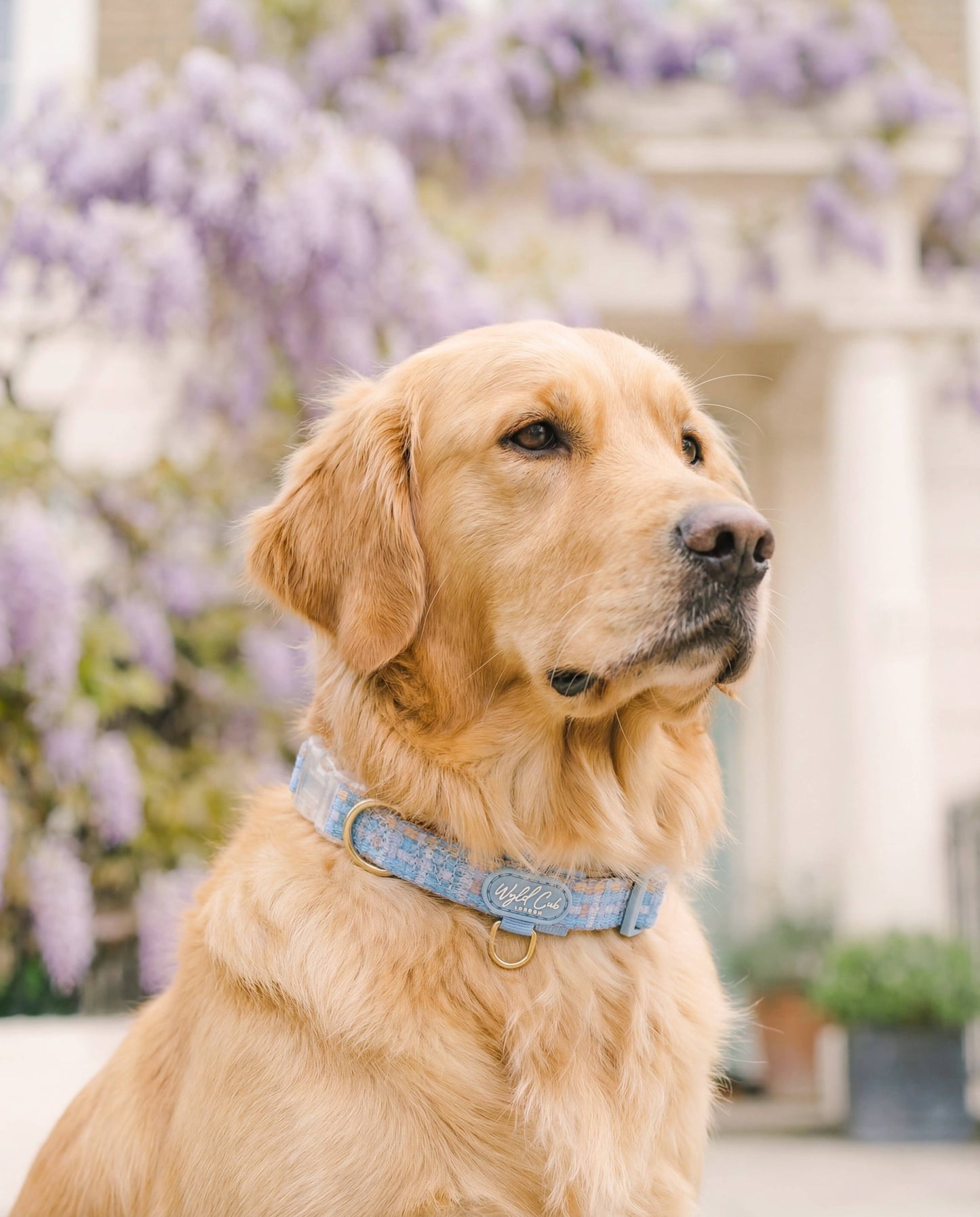 Adjustable Dog Collar: Belgravia Macaron