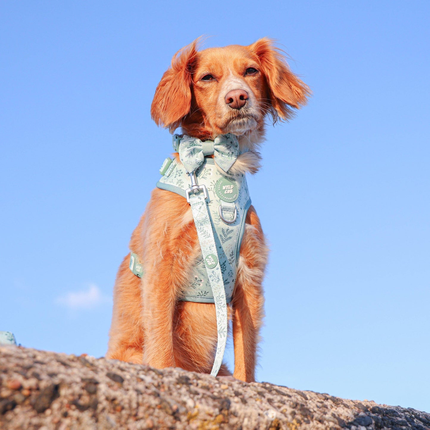 Dog Dickie Bow: Chiswick Pistachio