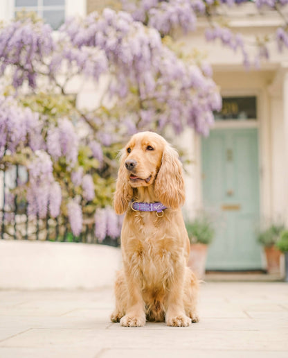 Adjustable Dog Collar: Belgravia Sugarplum