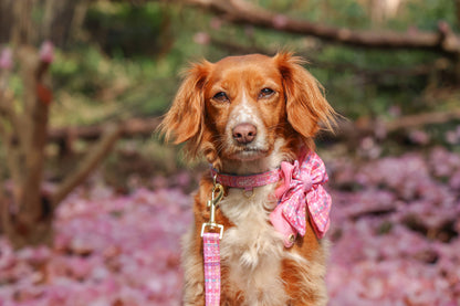 Dog Butterfly Bow: Belgravia Bonbon