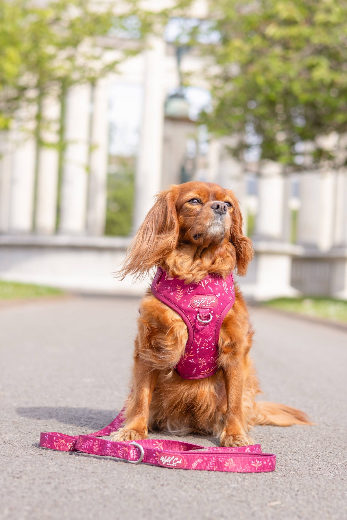 Adjustable Dog Harness: Chiswick Dragonfruit