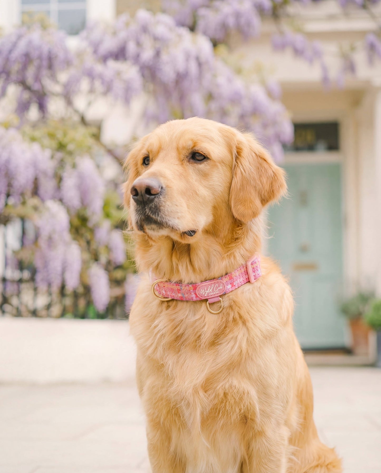 Adjustable Dog Collar: Belgravia Bonbon