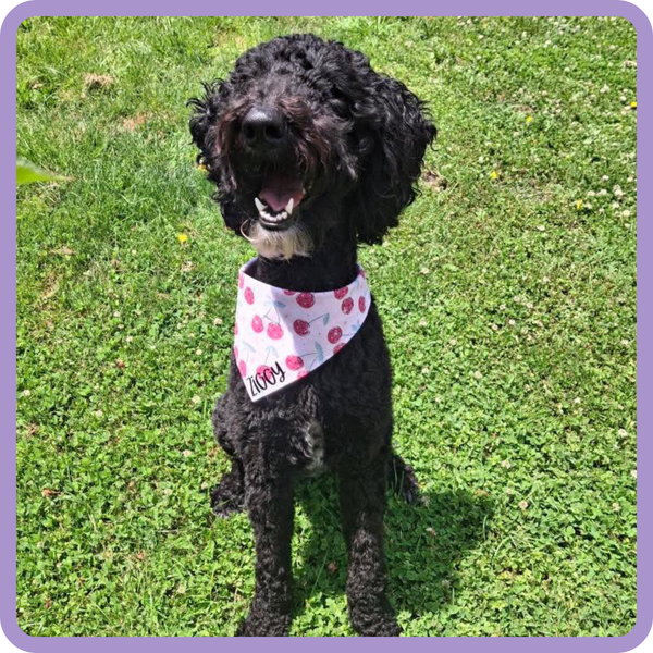 Customer photo for Disco Cherries Bandana