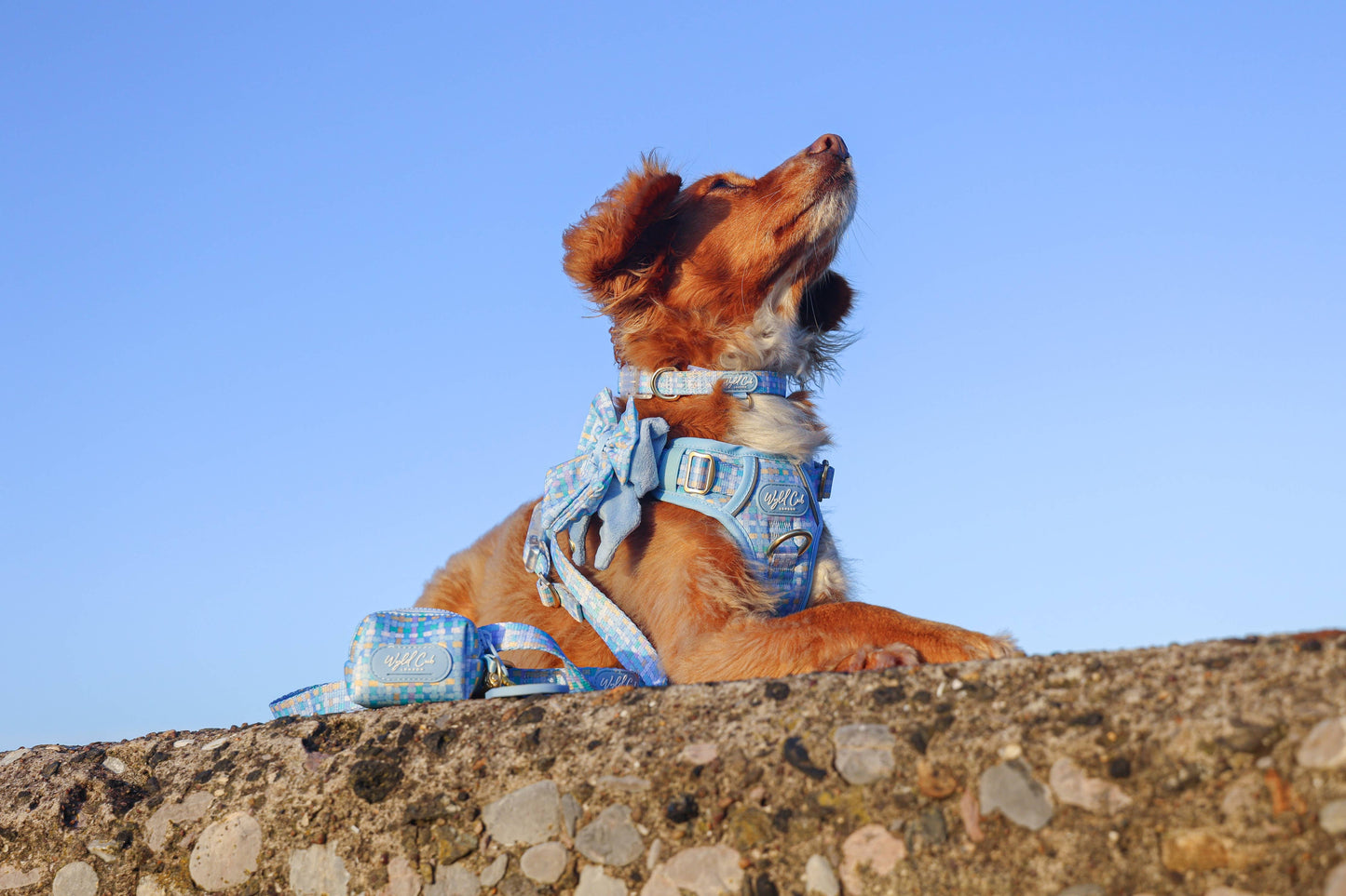 Adjustable Dog Collar: Belgravia Macaron