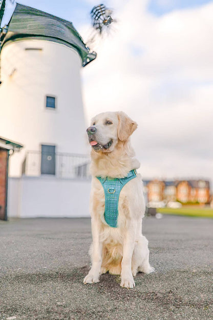 Step & Switch® Dog Harness: Belgravia Sweetpea