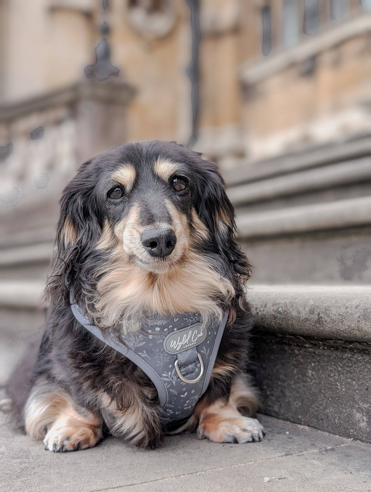 Adjustable Dog Harness: Chiswick Dovetail