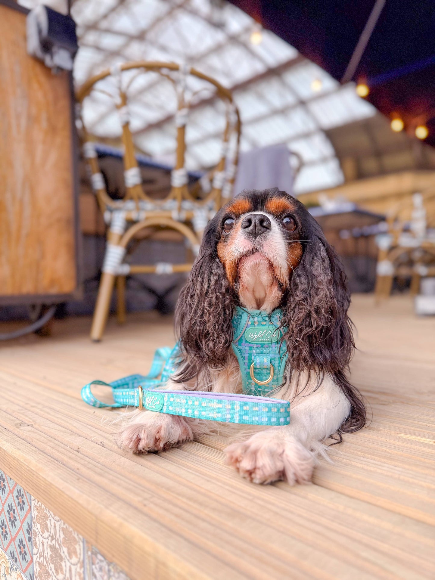 Dog Lead: Belgravia Sweetpea