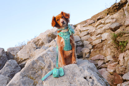Step & Switch® Dog Harness: Belgravia Sweetpea