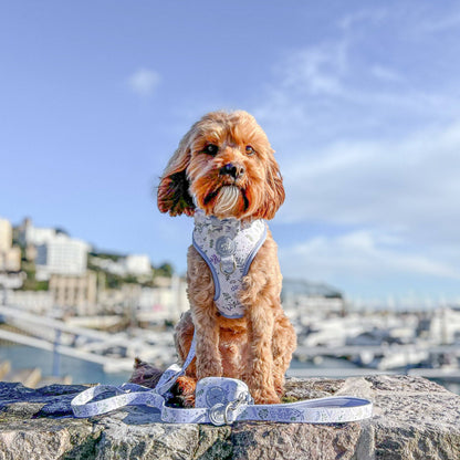 Dog Dickie Bow: Chiswick Thistle