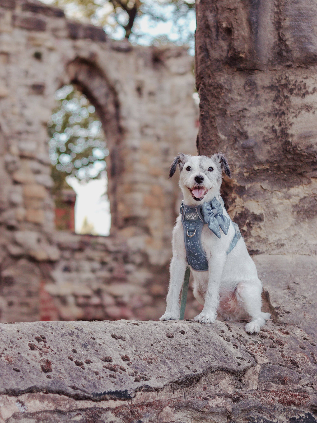 Dog Sailor Bow: Chiswick Dovetail