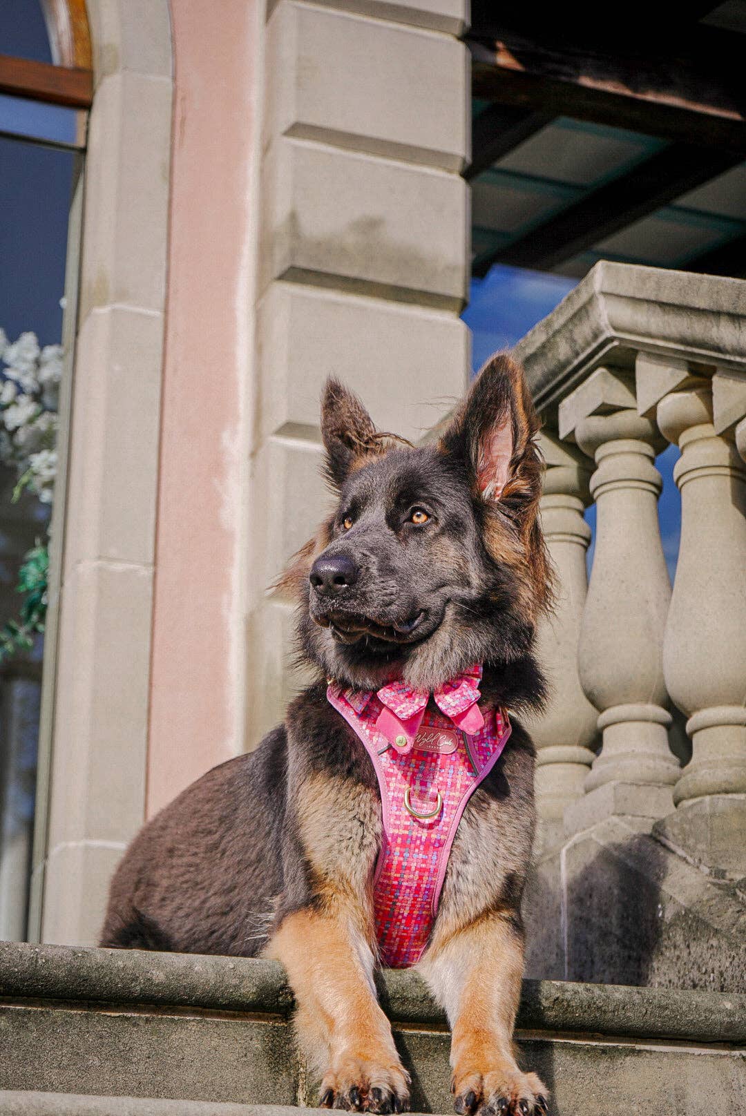 Dog Butterfly Bow: Belgravia Bonbon
