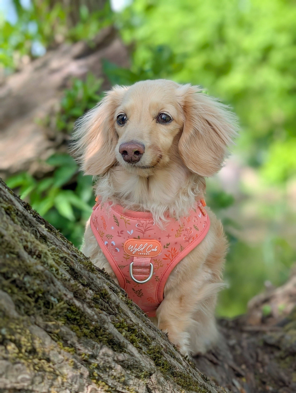 Adjustable Dog Harness: Chiswick Papaya