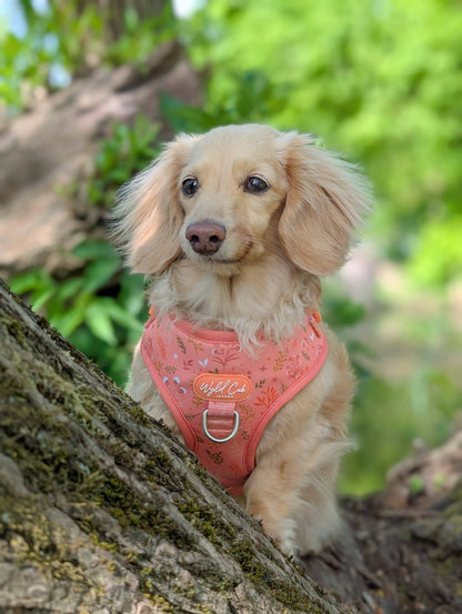 Adjustable Dog Harness: Chiswick Papaya