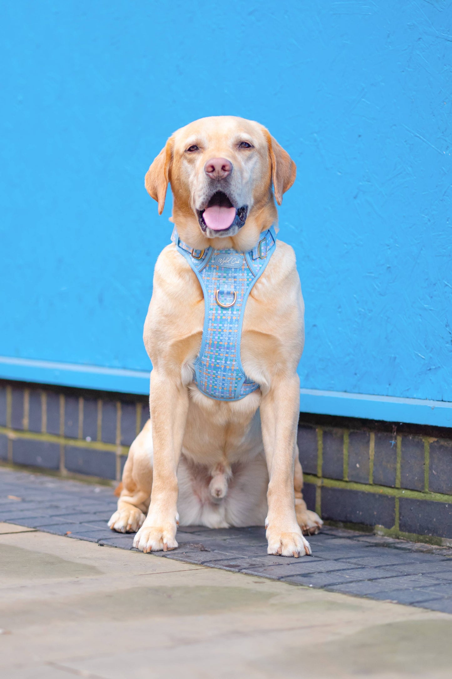 Step & Switch® Dog Harness: Belgravia Macaron