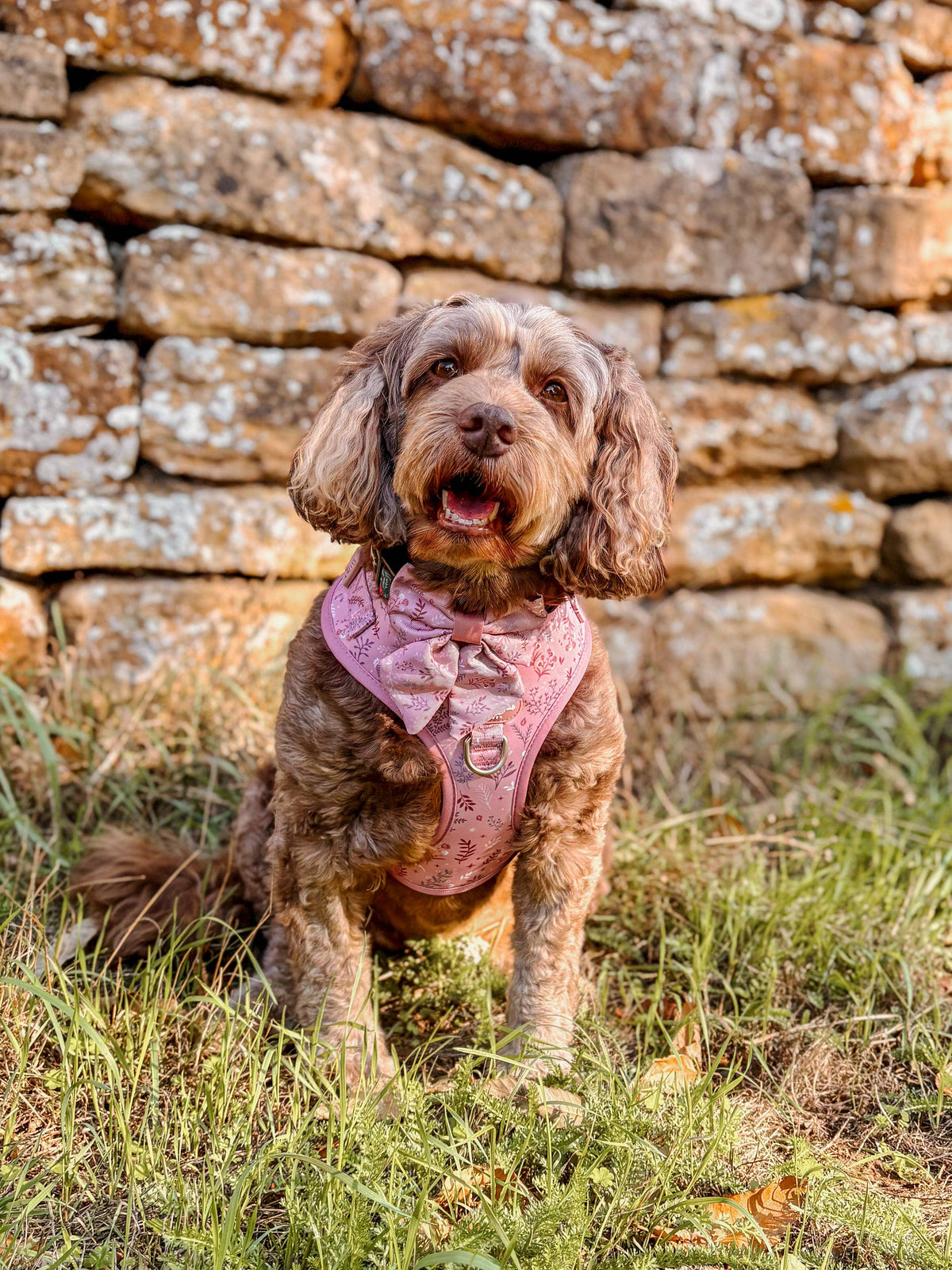 Adjustable Dog Harness: Chiswick Rosewood
